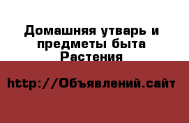 Домашняя утварь и предметы быта Растения